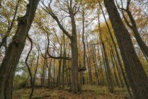 Cores de outono nas árvores em uma floresta com o chão coberto de folhas caídas, Strathroy, Ontário, Canadá — Fotografia de Stock