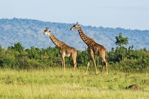 Girafas altas bonitos na natureza selvagem — Fotografia de Stock