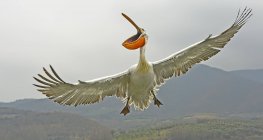 Пелікан кучерявий в польоті з відкритих дзьоб — стокове фото