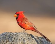 Северный кардинал сидит на размытом фоне — стоковое фото