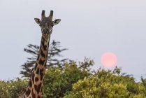 Mignon grande girafe dans la nature sauvage — Photo de stock
