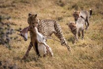 Cute mighty cheetahs in safari, Maasai Mara National Reserve, Kenya — Stock Photo
