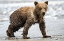 Cute kodiak bear in natural habitat — Stock Photo