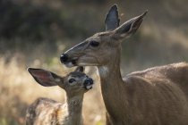White-tailed deer at wild nature in the Cascade Siskiyou National Monument, Ashland, Oregon, United States of America — Stock Photo