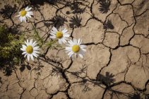 Scentless Chamomile (Anthemis arvensis) growing through cracks in the dry earth; Stony Plain, Alberta, Canada — Stock Photo