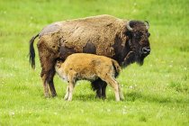 Bisons, die ihren jungen Yellowstone-Nationalpark pflegen; wabernde, vereinigte Staaten von Amerika — Stockfoto