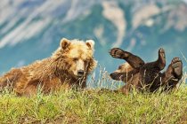 Cute kodiak bears in natural habitat — Stock Photo