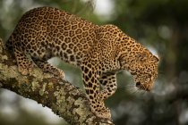 Close-up of majestic leopard on tree branch, Maasai Mara National Reserve, Kenya — Stock Photo