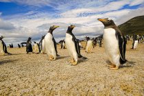 Gran grupo de pingüinos gentoo en hábitat natural - foto de stock