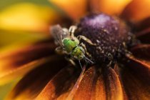 Eine zweifarbige gestreifte Schweißbiene (agapostemon virescens) bestäubt schwarzäugige Susanblüten; astoria, oregon, vereinigte staaten von amerika — Stockfoto