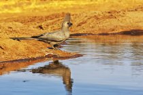 Grey go-away-bird reflecting in water, closeup — Stock Photo