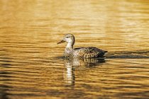 Pato nadando en el agua tranquila con luz dorada reflejada en la superficie al atardecer - foto de stock