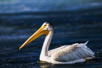 Pelican (Pelecanidae) on a lake; Calgary, Alberta, Canada — Stock Photo