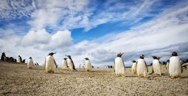 Große Gruppe von Gentoo-Pinguinen in natürlichem Lebensraum — Stockfoto