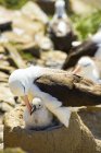 Grupo de albatros de cejas negras, madre cuidando de su cachorro - foto de stock