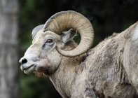 Bighorn sheep (Ovis canadensi) in the Canadian Rockies, near Banff; Alberta, Canada — Stock Photo