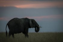 African bush elephant feeding itself grass at sunset, Maasai Mara National Reserve, Kenya — Stock Photo