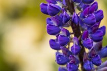 Russell lupine (Lupinus polyphyllus) blooms in a garden in Oregon; Astoria, Oregon, United States of America — Stock Photo