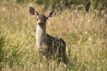 White-tailed deer fawn at wild nature in the Cascade Siskiyou National Monument, Ashland, Oregon, United States of America — Stock Photo
