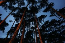 Tapas de árboles con siluetas al atardecer, Rob Hill Campground, San Francisco, California, EE.UU. - foto de stock