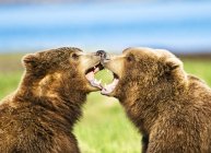 Милые медведи кодиак в естественной среде обитания — стоковое фото