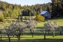 A luz da manhã ilumina as flores de maçã na fazenda em Ruckle Provincial Park, Salt Spring Island, British Columbia, Canadá — Fotografia de Stock