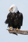 Bald eagle on branch against sky on background — Stock Photo