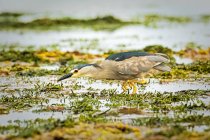Черноголовая цапля кормится в болоте — стоковое фото