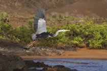 Heron in flight over lake, side view — Stock Photo
