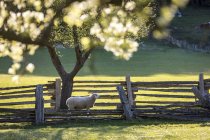 Una oveja solitaria para pastar bajo manzanos en la granja, Columbia Británica, Canadá - foto de stock