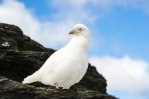 Pale-face sheathbill sitting on rock against blue sky — стоковое фото