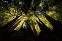 Troncs d'arbres en silhouette surmontés de feuillage vert, Californie, USA — Photo de stock