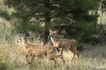 Чорнохвостих та білохвостих оленів на дикої природи в Каскад Siskiyou Національний Пам'ятник, Ashland, Сполучені Штати Америки — стокове фото