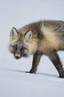 Cute red fox walking in winter snow — Stock Photo