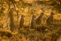Guépards puissants mignons en safari, réserve nationale Maasai Mara, Kenya — Photo de stock