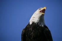 Retrato de águia careca contra o céu azul — Fotografia de Stock
