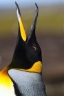 Roi tête de pingouin sur fond flou — Photo de stock