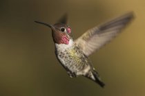 Kolibri fliegt vor verschwommenem Hintergrund — Stockfoto