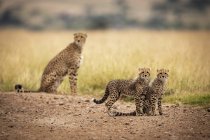 Niedliche und majestätische Geparden in wilder Natur — Stockfoto