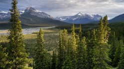 Rocheuses montagnes Rocheuses canadiennes avec une forêt et une rivière dans la vallée, parc national Banff ; Saskatchewan River Crossing, Alberta, Canada — Photo de stock
