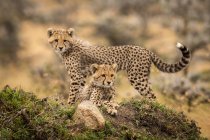 Симпатичні і величні гепарди в дикій природі — стокове фото