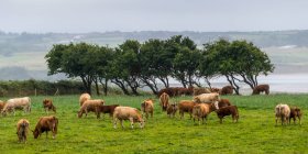 Bovini al pascolo in un campo lungo la costa; Enniscrone, Contea di Sligo, Irlanda — Foto stock