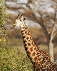 Porträt der niedlichen Giraffe, die von einem Baum frisst — Stockfoto