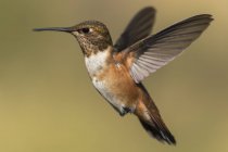 Kolibri fliegt vor verschwommenem Hintergrund — Stockfoto
