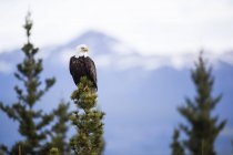Weißkopfseeadler sitzt auf Tanne gegen Berge — Stockfoto