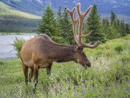 Bellissimo cervo con grandi corna in habitat naturale — Foto stock