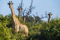Girafes debout dans les arbres regardant vers la caméra — Photo de stock