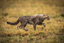 Selective focus shot of majestic cheetah in wild nature — Stock Photo