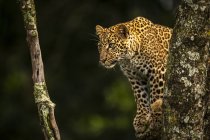 Leopardo mirando hacia abajo a través de ramas de árbol cubiertas de líquenes - foto de stock
