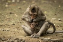 Long-tailed macaque grooms baby head in lap — Stock Photo